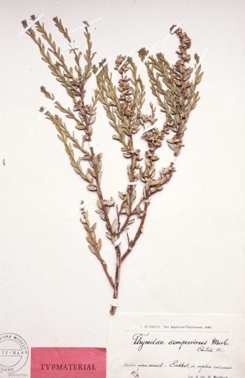 Thymelaea sempervirens. 1. David Galicia