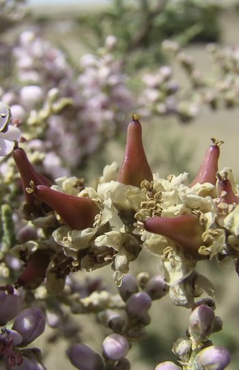 Tamarix amplexicaulis. 1. Jesús Charco