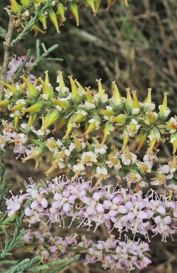 Tamarix tetragyna 1. Jesús Charco